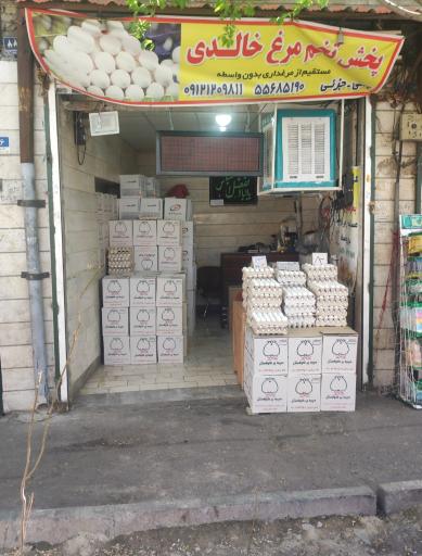 عکس پخش تخم مرغ خالدی 