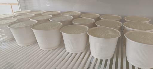 عکس لبنیات محلی سید 