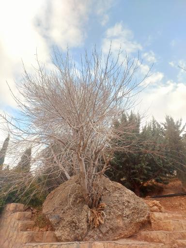 عکس پارک کوهستان