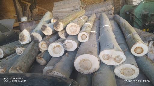 عکس تولید روکش چوب حج امیر