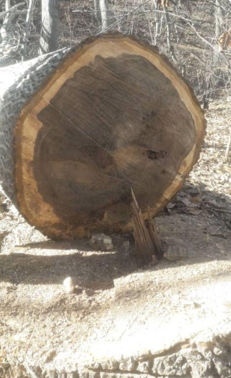 عکس تولید روکش چوب حج امیر