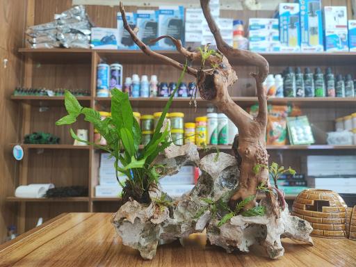 عکس آکواریوم طبیعت 