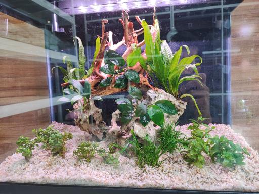 عکس آکواریوم طبیعت 