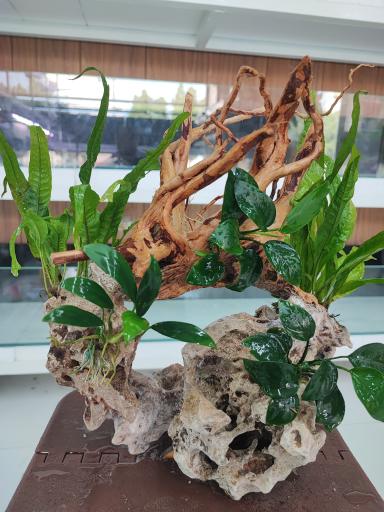 عکس آکواریوم طبیعت 