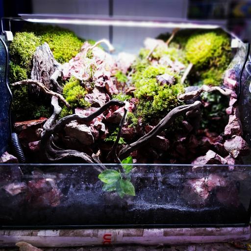 عکس آکواریوم طبیعت 