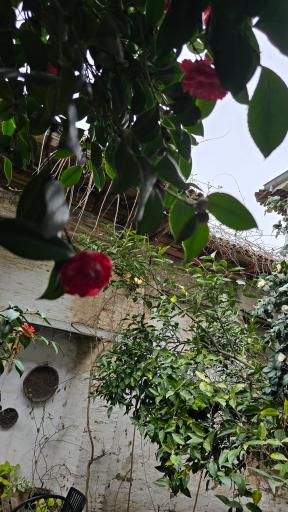 عکس کافه چرخ