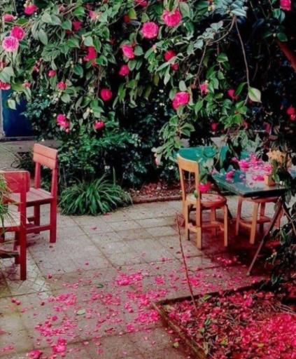 عکس کافه چرخ