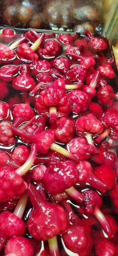 عکس زیتون محب