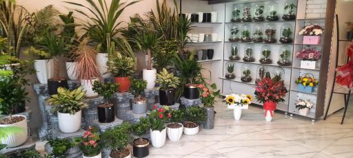 عکس گل لوتوس ۲