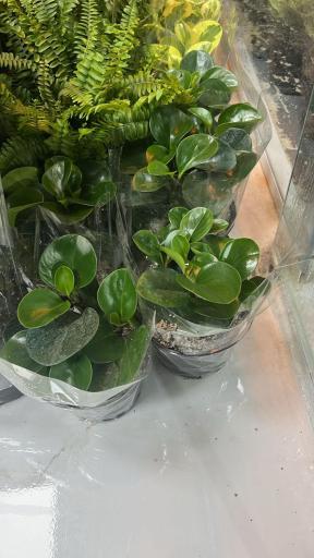 عکس گل فروشی گرین هاوس