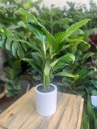 عکس گل فروشی گرین هاوس