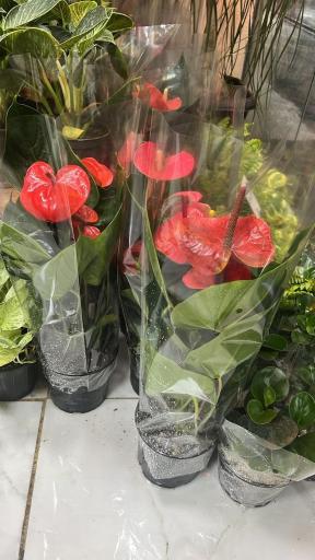 عکس گل فروشی گرین هاوس