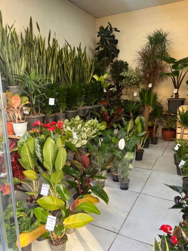 عکس گل فروشی گرین هاوس