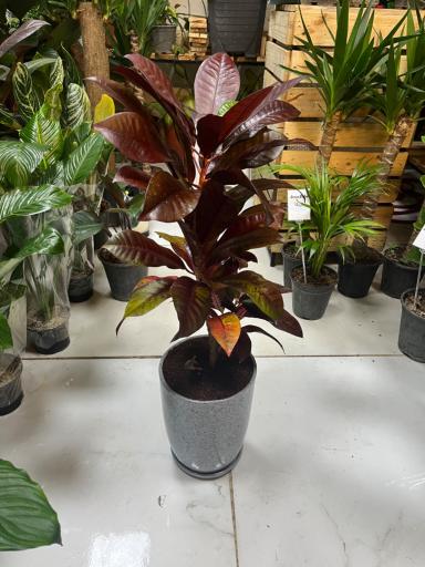 عکس گل فروشی گرین هاوس