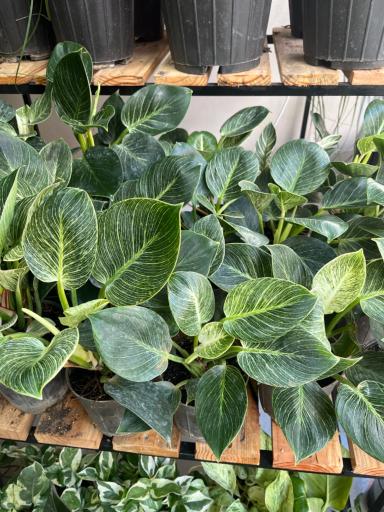 عکس گل فروشی گرین هاوس