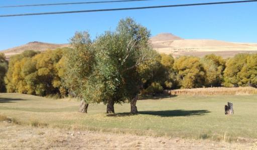 عکس باروق