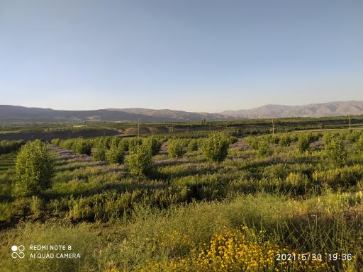 عکس سوجه