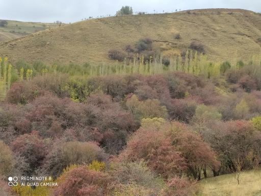 عکس سوجه