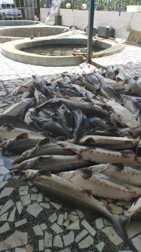 عکس تولید و عرضه ماهی زنده