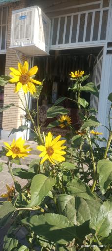 عکس خشکشویی صدف بهرمان