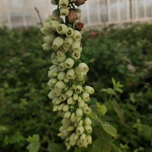 عکس گلخانه شرکت سلول فن آور دارو