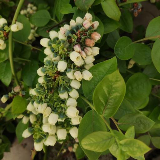 عکس گلخانه شرکت سلول فن آور دارو