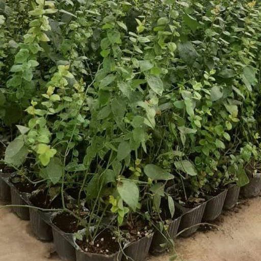 عکس گلخانه شرکت سلول فن آور دارو