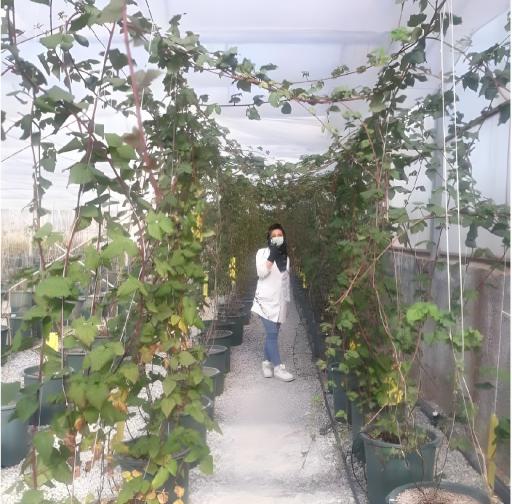 عکس گلخانه شرکت سلول فن آور دارو