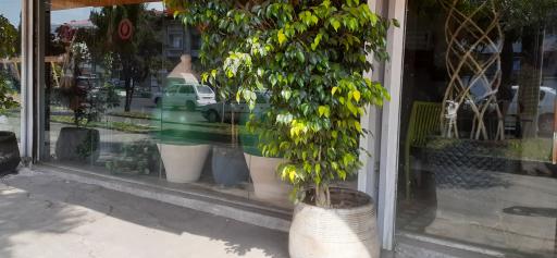 عکس آش و حلیم سرآشپز