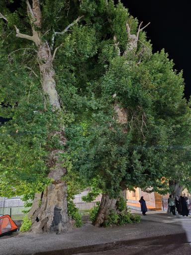 عکس مجموعه تاریخی چشمه علی