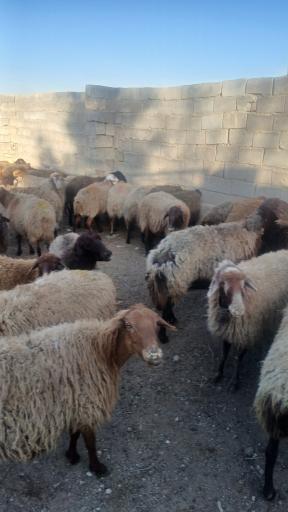 عکس فروش دام‌  زنده شجاعی 