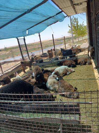 عکس فروش دام‌  زنده شجاعی 