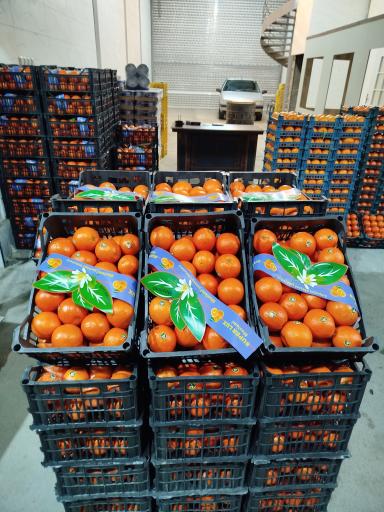 عکس بارفروشی محسن زارعلی