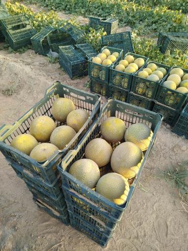 عکس بارفروشی محسن زارعلی