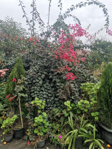 عکس گلخانه ققنوس