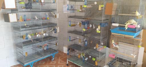 عکس پرنده سرای شاد 