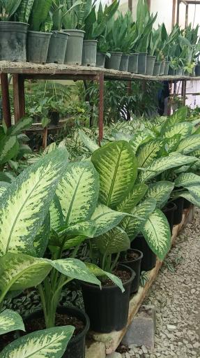 عکس گلخانه یاس سفید