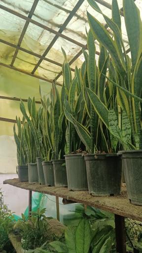 عکس گلخانه یاس سفید