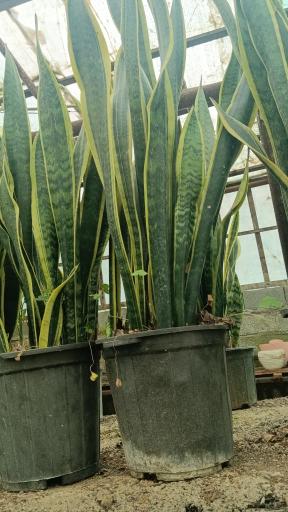 عکس گلخانه یاس سفید