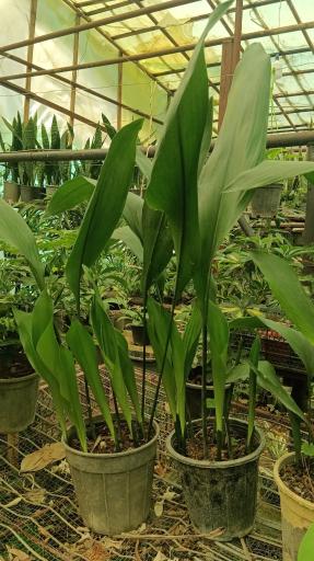 عکس گلخانه یاس سفید