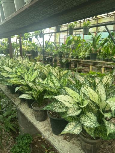 عکس گلخانه یاس سفید