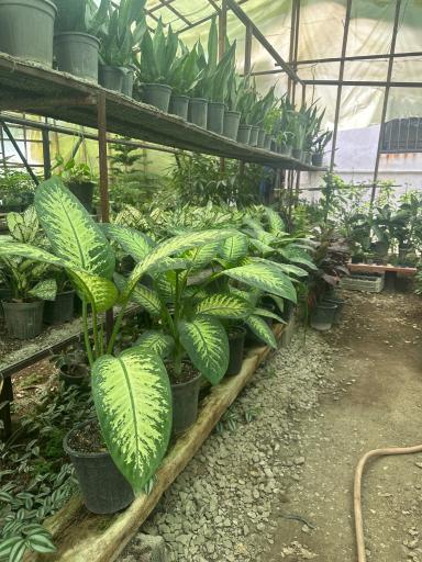 عکس گلخانه یاس سفید