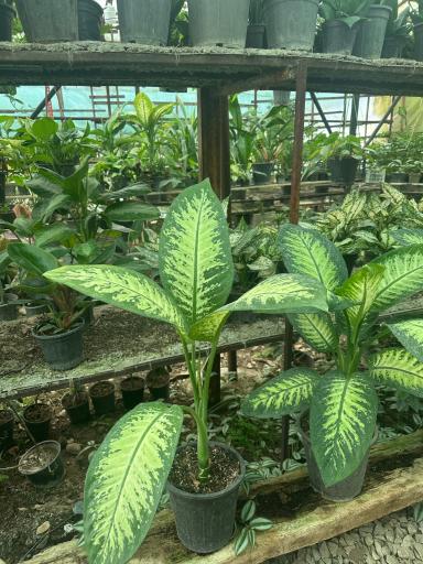 عکس گلخانه یاس سفید