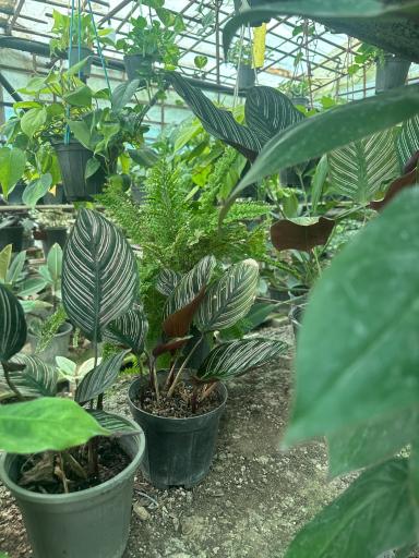 عکس گلخانه یاس سفید