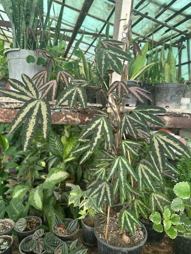 عکس گلخانه یاس سفید