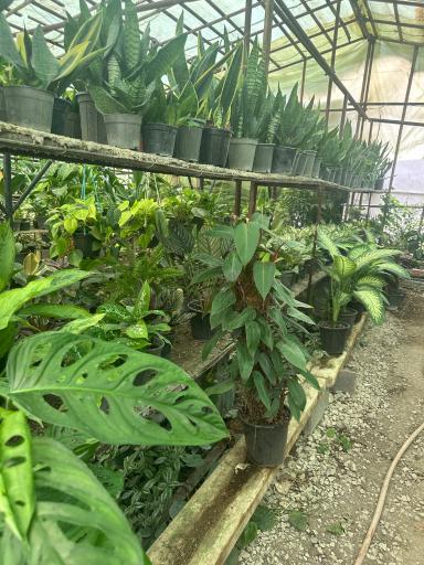 عکس گلخانه یاس سفید