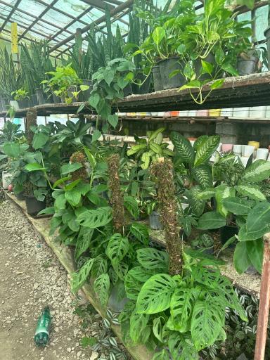 عکس گلخانه یاس سفید