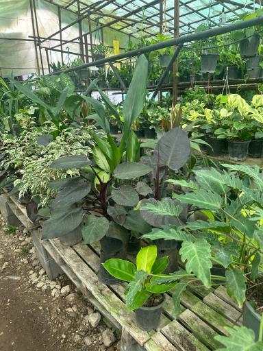 عکس گلخانه یاس سفید