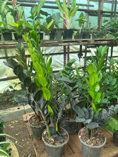 عکس گلخانه یاس سفید