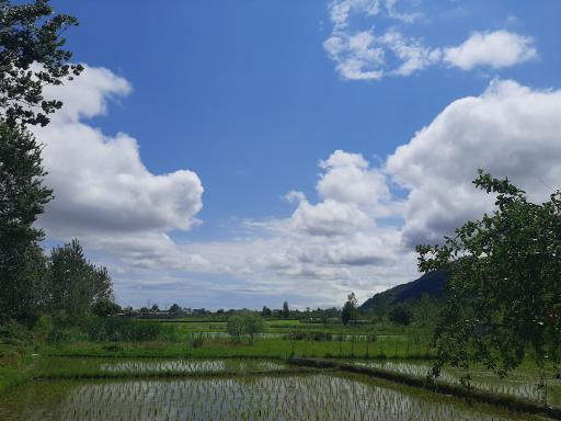 عکس دیوشل
